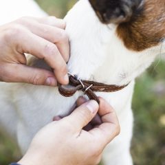 Quand dois-je acheter un collier pour mon chien ?