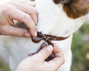 Quand dois-je acheter un collier pour mon chien ?