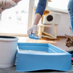 Comment faire aller un chat adulte dans sa litière ?