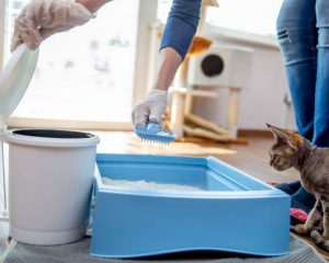 Comment faire aller un chat adulte dans sa litière ?