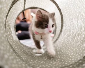 Comment faire un tunnel pour chat ?