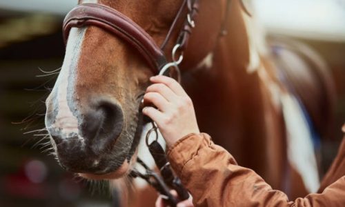 Comment bien soigner son cheval ?