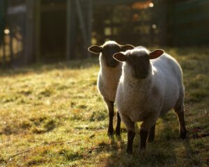 Le guide ultime pour choisir le meilleur vétérinaire pour ovins dans l’Aveyron